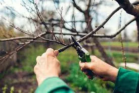 Descubre la manera correcta de podar tus árboles frutales para obtener los mejores resultados!