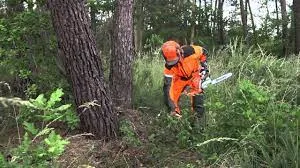 Descubre el secreto para talar un árbol sin tener que recurrir a la ayuda de un profesional