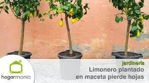 Descubre la Sorprendente Verdad Sobre la Vida de un Árbol de Limón