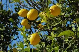 Descubre los Secretos Detrás de la Sequedad de los Árboles de Limón